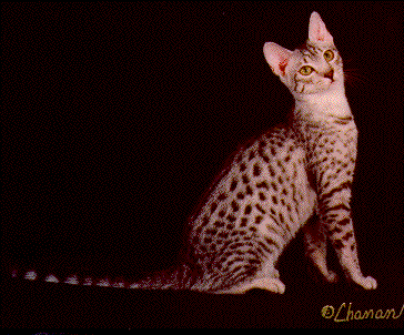 CH Matiki's Mia Cheetah of Emau