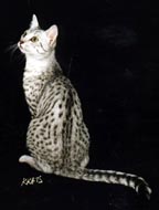 Ghostwriter as a young adult in all his spotted splendor