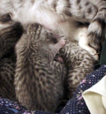 Quite a mass of kittens!